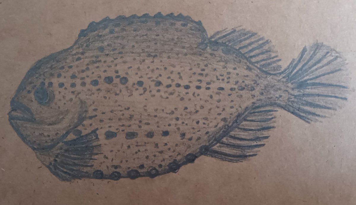 Stephanie Müller tweet media