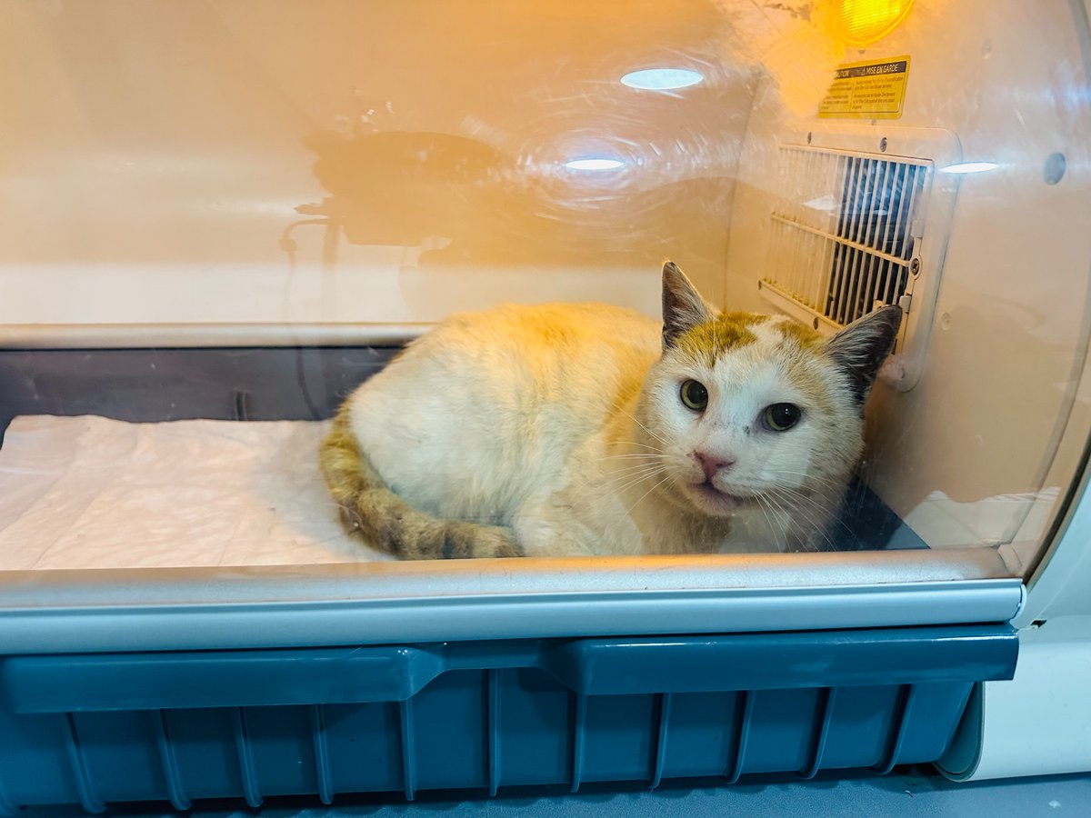 Bu Osman. Geçmişte köpek saldırısına uğramış. Soğuk havalarda burnu tıkandığı için nefes alamıyor. Acil geçici veya kalıcı yuva arıyoruz. Korkak bir kedi olduğu için küçük kedilerden bile dayak yiyor. Konum: İstanbul