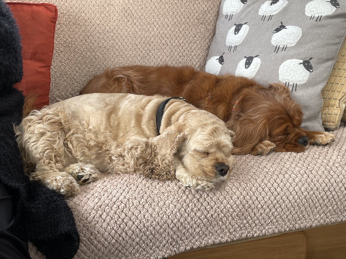 The new dog seems to have settled right in Eva and polo