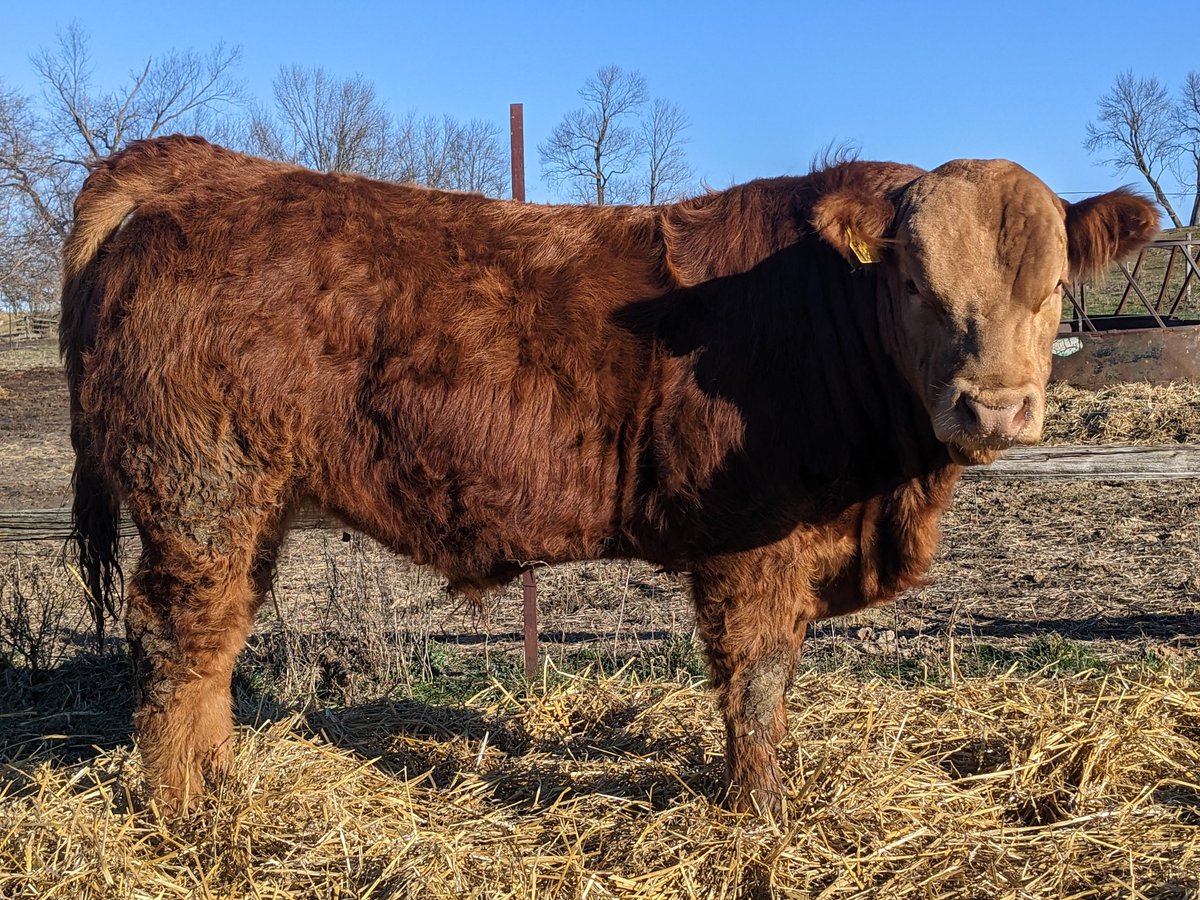 Limousin Bulls for sale. Born January 2022. Registered, purebred, DNA tested, quiet disposition, calving ease. Sired by Greenwood Polled Zambuka and Hunt Credentials. Semen tested, ready to work. DM for more info. <a href="/CDNLimousin/">Canadian Limousin</a> <a href="/LimousinOntario/">Ontario Limousin Association</a> <a href="/carrollauctions/">Ab Carroll</a>