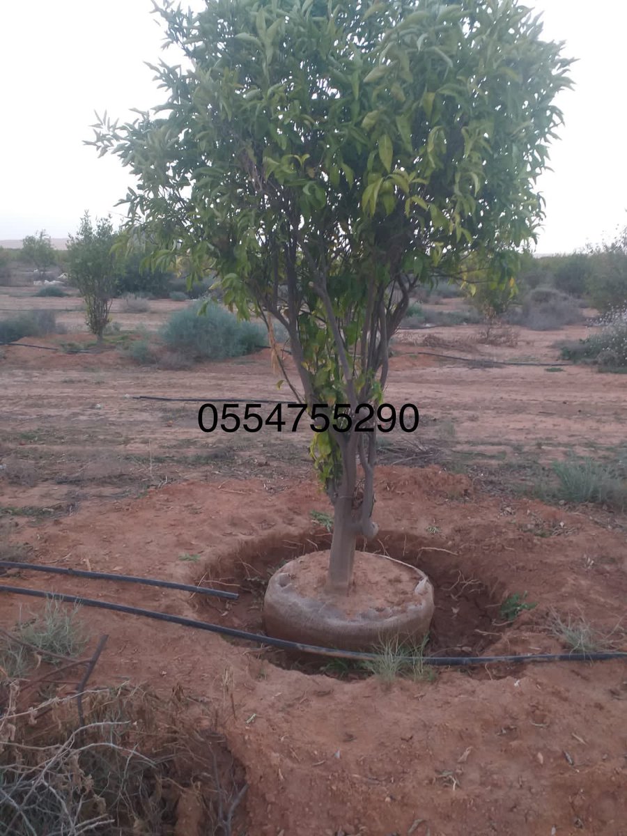 لتوريد النخيل وزراعته
نحن نعمل في قلع وغرس وتكريب 🌴وتوريد جميع انواع النخيل المثمرة والزينه 
وجميع الأنواع 🌴والمقاسات🌴متوفرة وجميع انواع الشجر🍀☘️🪴
رقم 0554755290