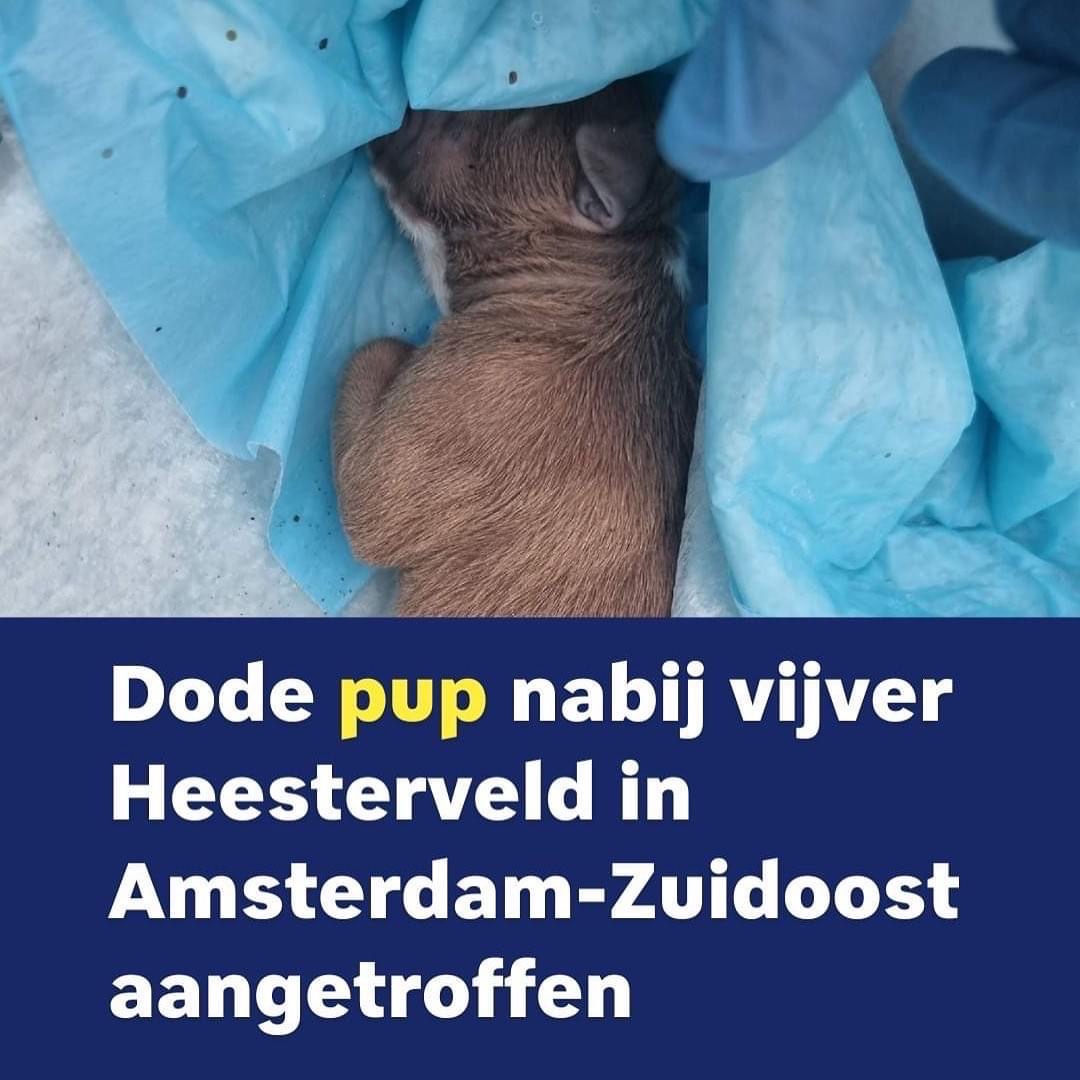 Dierenambulance Amsterdam tweet media