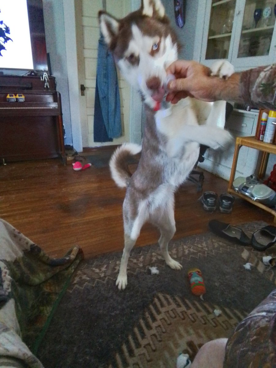 Micco (is in her cave not coming out!) (@hecatesjet) on Twitter photo 