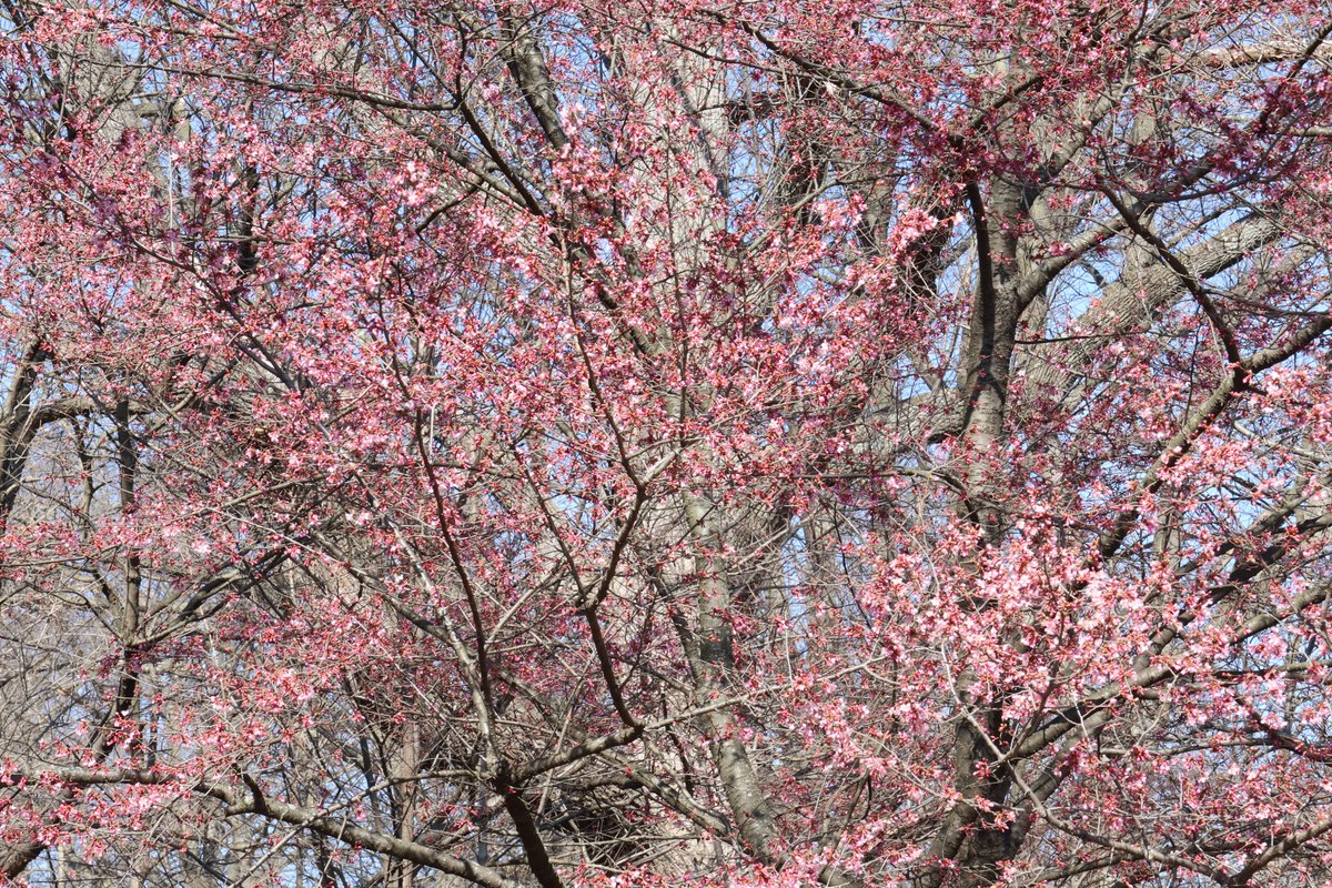 encouraged  by the pink trees, though it's still quite cold today.. good day to organize