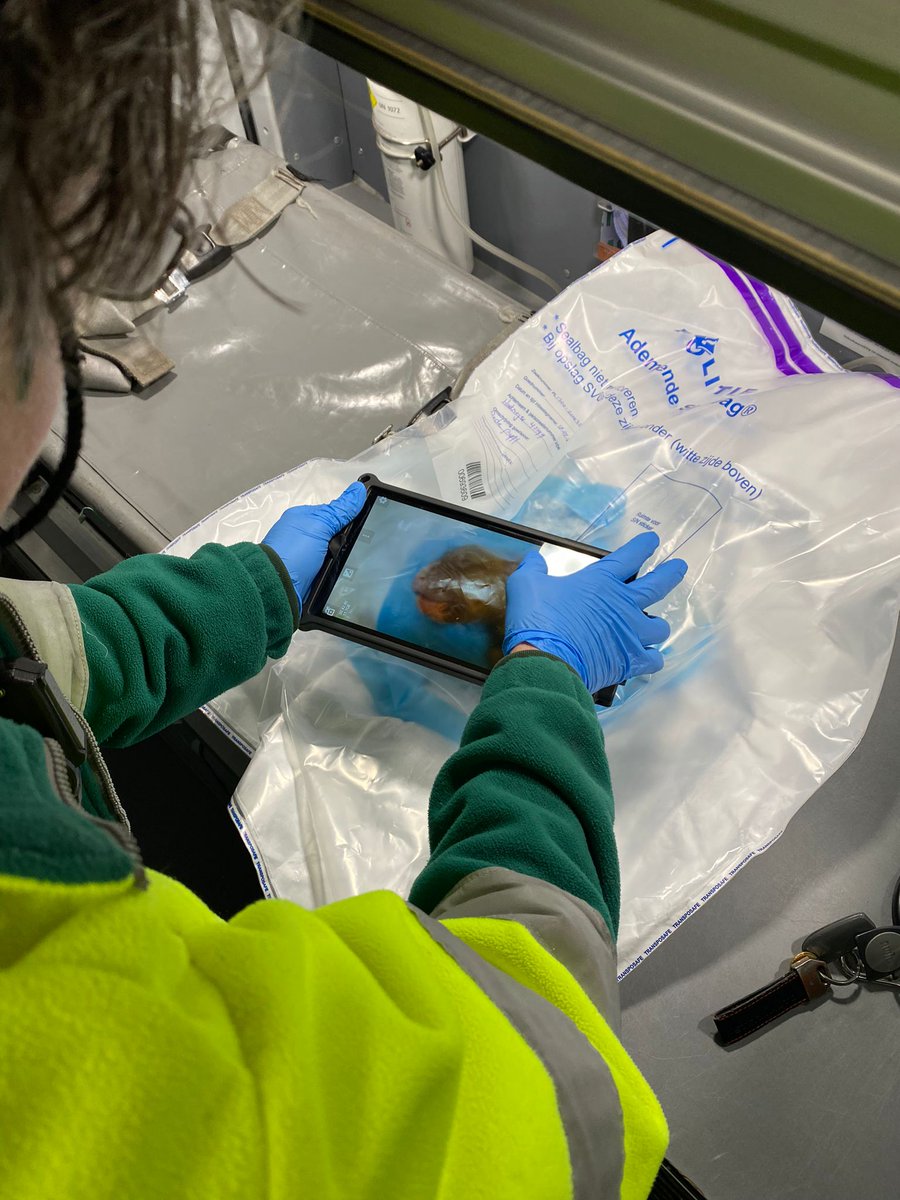 Overleden pup
Gevonden vrijdagavond 17 maart rond 18.00 uur langs het water naast flat #Heesterveld 
Heb jij informatie over wat er is gebeurd met deze pup? Weet jij bij wie deze hond hoort? Of ben jij de eigenaar van deze pup? Tips 0900-8844 of anoniem 0800-7000. PV2023060392