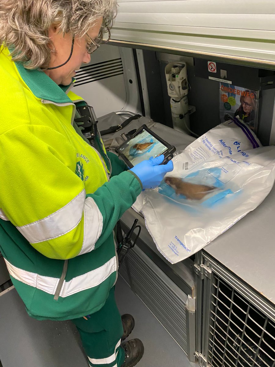 Dierenambulance Amsterdam tweet media