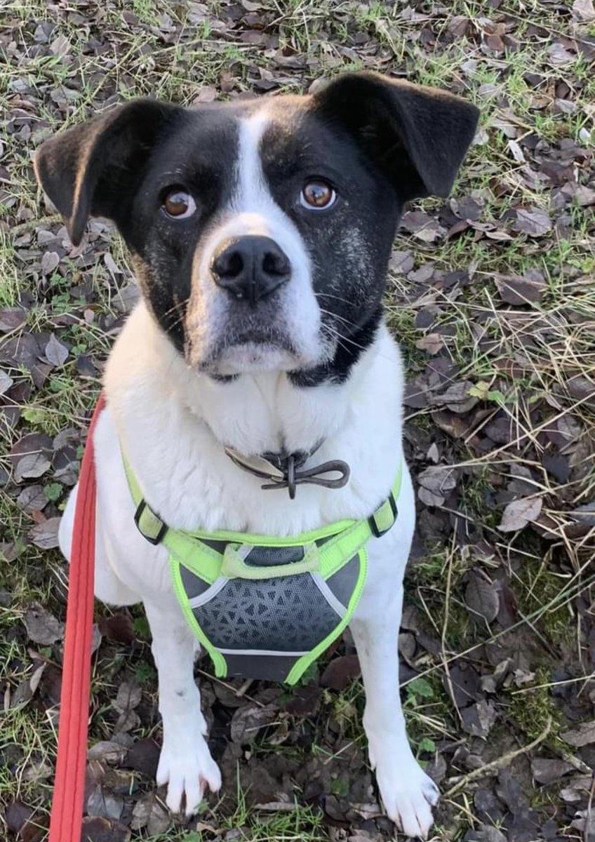 AdoptionsUk's tweet photo. Please retweet to help Humbug find home #LANCASHIRE #ENGLAND
Lovely Akita Cross aged 7, he's been in the SHELTER FOR 7 YEARS! 
He needs a patient, experienced home to teach him about home life. Best as the only pet
DETAILS👇
https://t.co/VvD6WeTbFM
#dogs #Akita #DogsofTwittter https://t.co/zyJxCDp23w