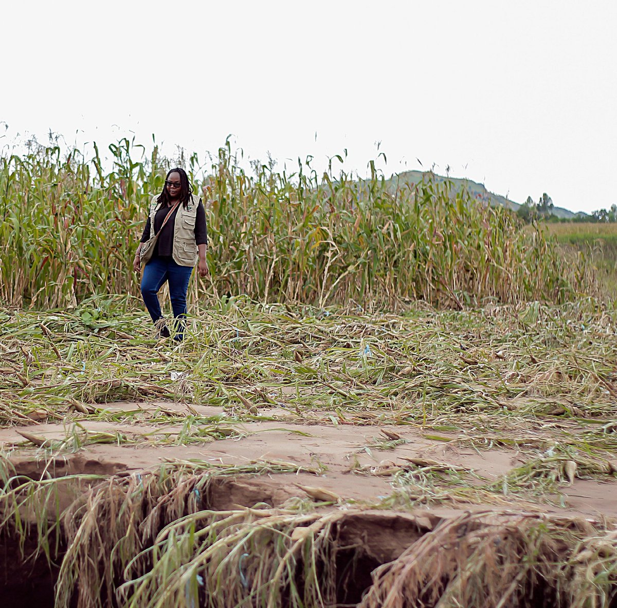 TAC-MAZ Sustainable Ventures (@tacmaz) on Twitter photo As for us, we have lost our crops too, our farm infrastructure damaged and chickens dead. But we have to stand strong for others
#CycloneFreddy As for us, we have lost our crops too, our farm infrastructure damaged and chickens dead. But we have to stand strong for others
#CycloneFreddy