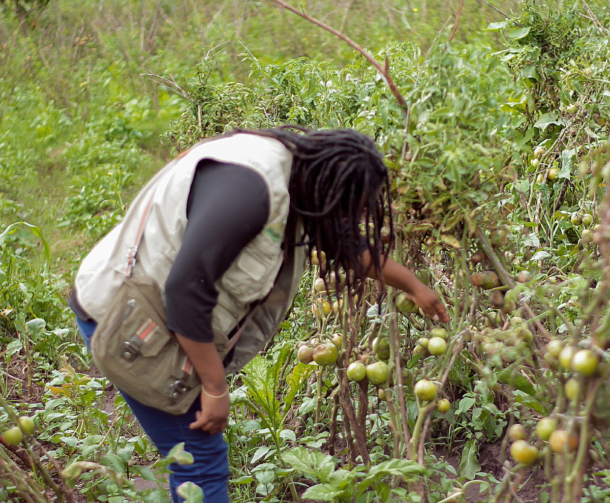 TAC-MAZ Sustainable Ventures (@tacmaz) on Twitter photo Our tomato farm is left in ruins. #CycloneFreddy has left us with bruises. Our tomato farm is left in ruins. #CycloneFreddy has left us with bruises.