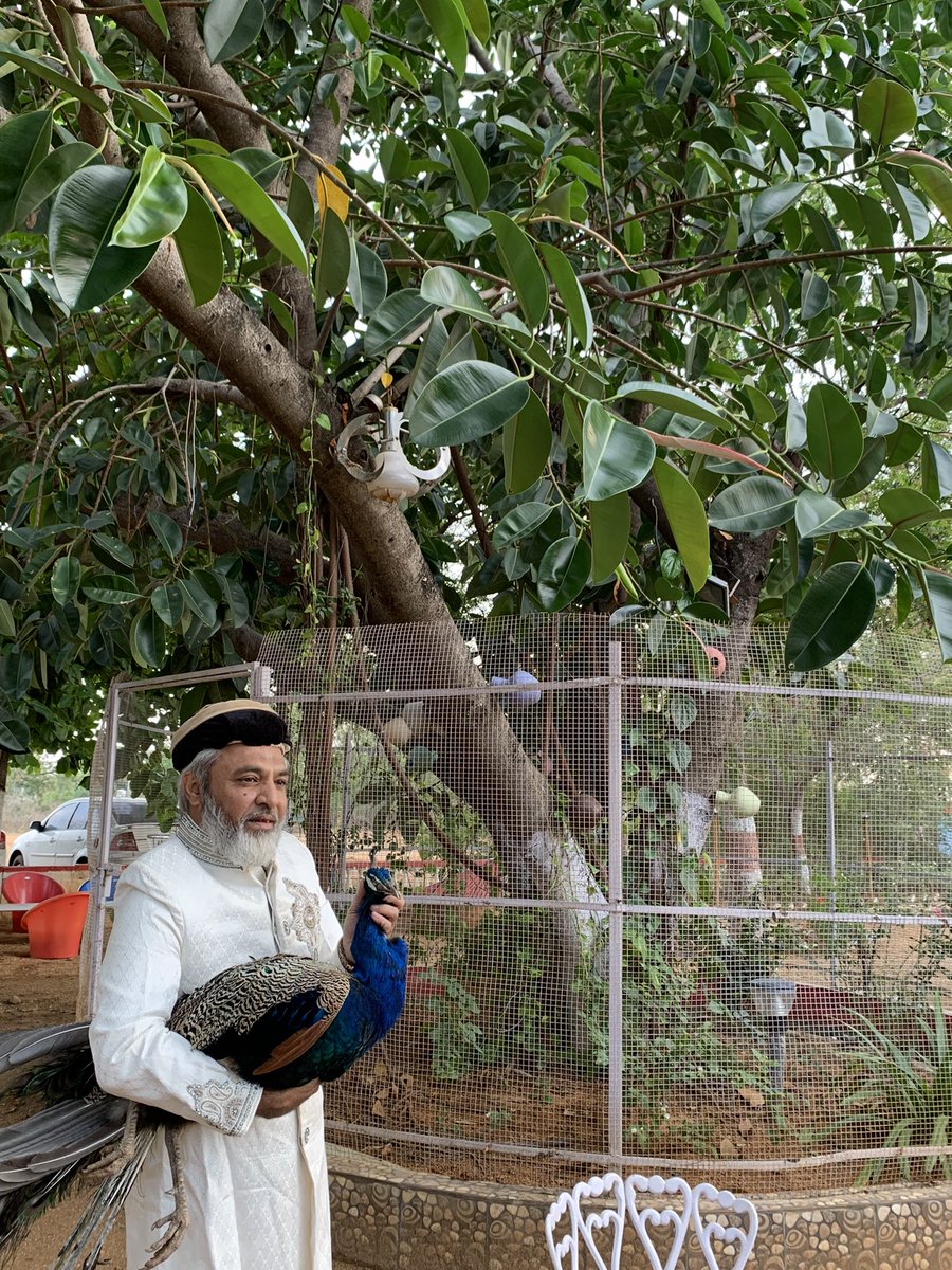 Princeofmoghals's tweet photo. His Royal Highness Prince Habeeb Tucy with a peacock at his official residence Royal Mughal Palace, Bahadur Shah Zafar Marg, Hyderabad on Sunday. https://t.co/rFzwvvmhKO