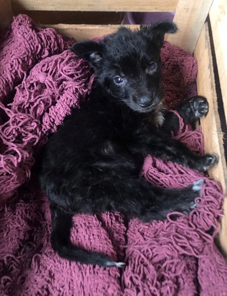 laricchiahugo's tweet photo. Hija metió de canuto un perrito en casa, tenemos 48 hs. para:
A) Echar a hija
B) Echar a perrito
C) Echar a los dos
D) Que algún twitero o twitera mendocino adopte a perrito o a perrito e hija de 20.

No joda, no hay mas opciones. https://t.co/4Q1b2al4Wu