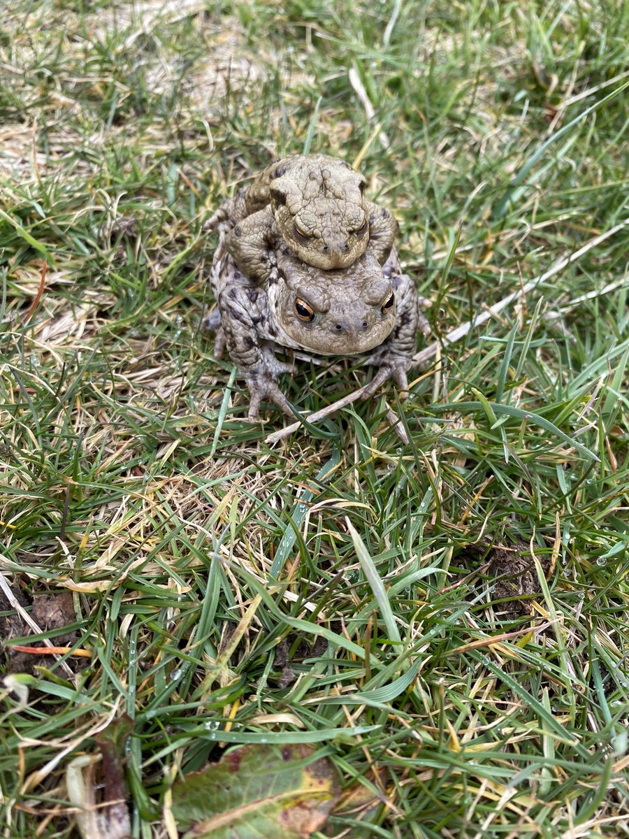 Jennife00985705's tweet photo. @OrmistonPrimary S and F found lots of wildlife this weekend https://t.co/C4veXpamSQ