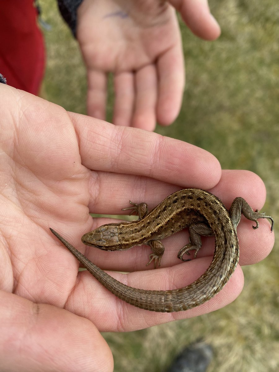 Jennife00985705's tweet photo. @OrmistonPrimary S and F found lots of wildlife this weekend https://t.co/C4veXpamSQ