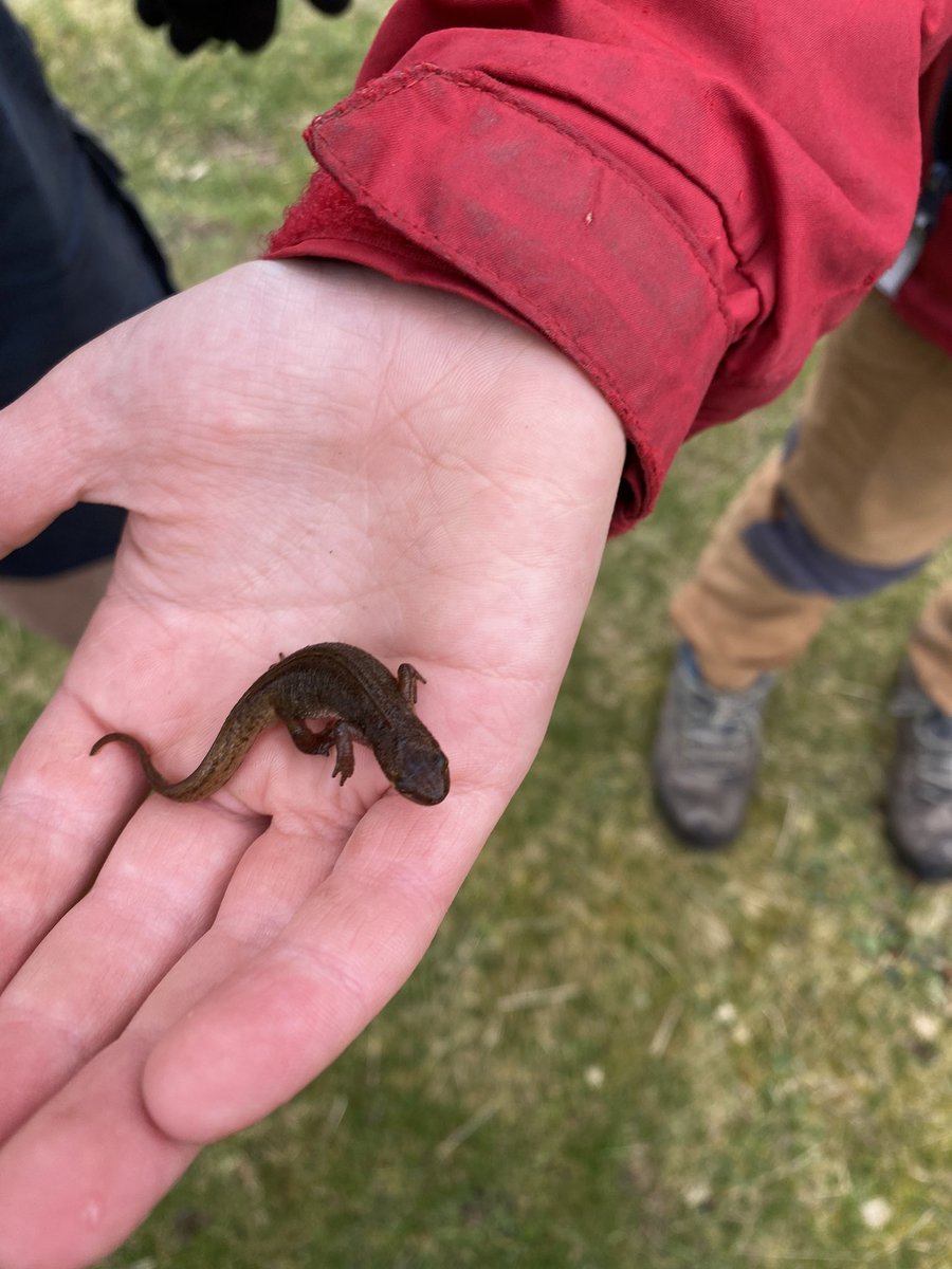 Jennife00985705's tweet photo. @OrmistonPrimary S and F found lots of wildlife this weekend https://t.co/C4veXpamSQ