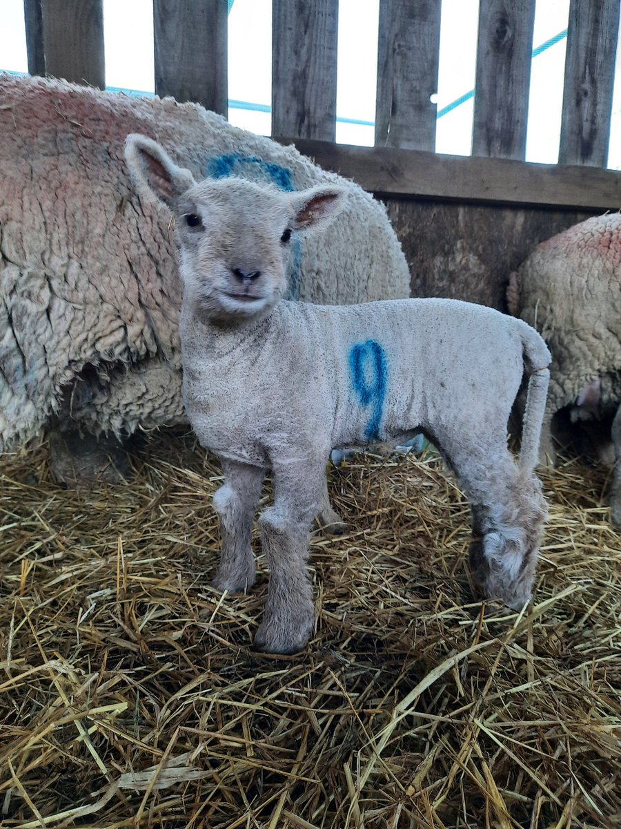 StrawCottages's tweet photo. This cute lamb is called Steve Pemberton because he was #insidenumber9 @SP1nightonly #lambing https://t.co/qo2KJbfHsP