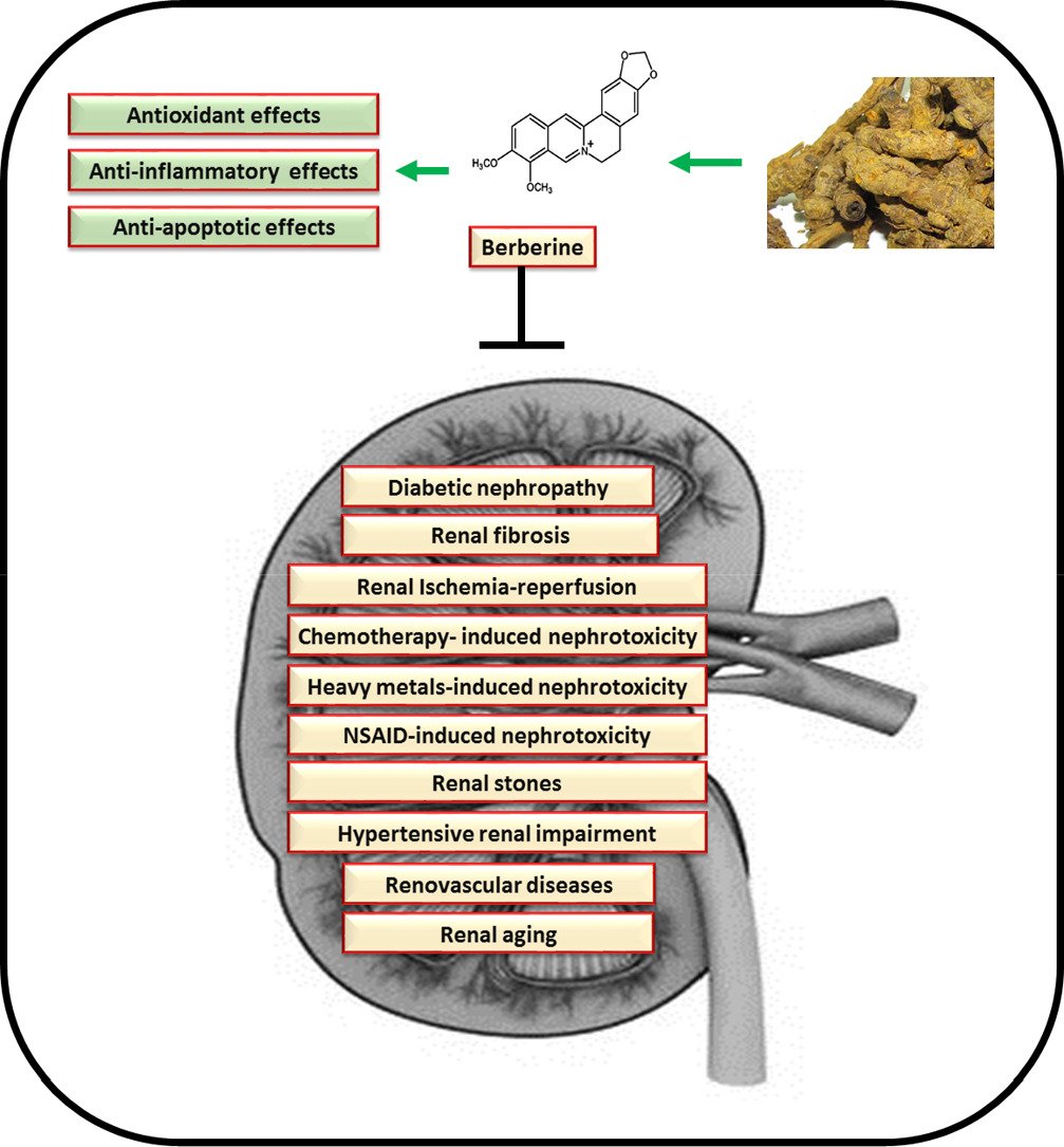 Protective effects of #berberine on various #kidneydiseases: Emphasis on the promising effects and the underlined molecular mechanisms

👇
sciencedirect.com/science/articl…