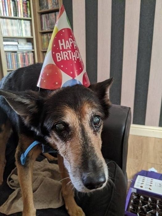TweeetsOfDogs's tweet photo. This is Cain. Cain just turned 20. say Happy birthday to Cain!❤️ https://t.co/YVs8ugAlMl