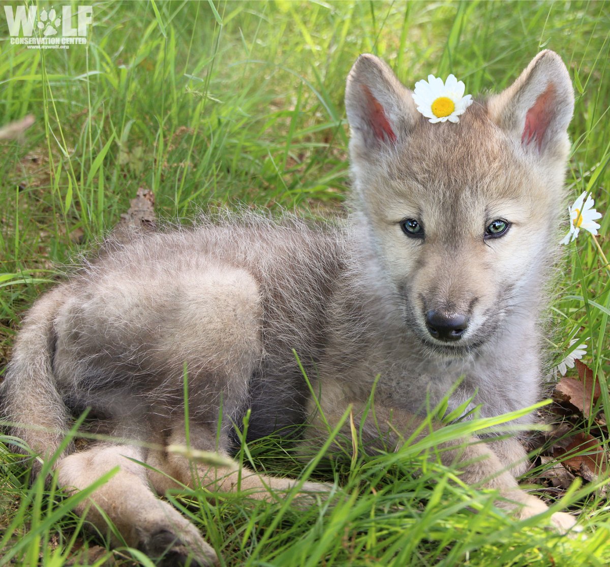 HELLO, SPRING 🌼🐺