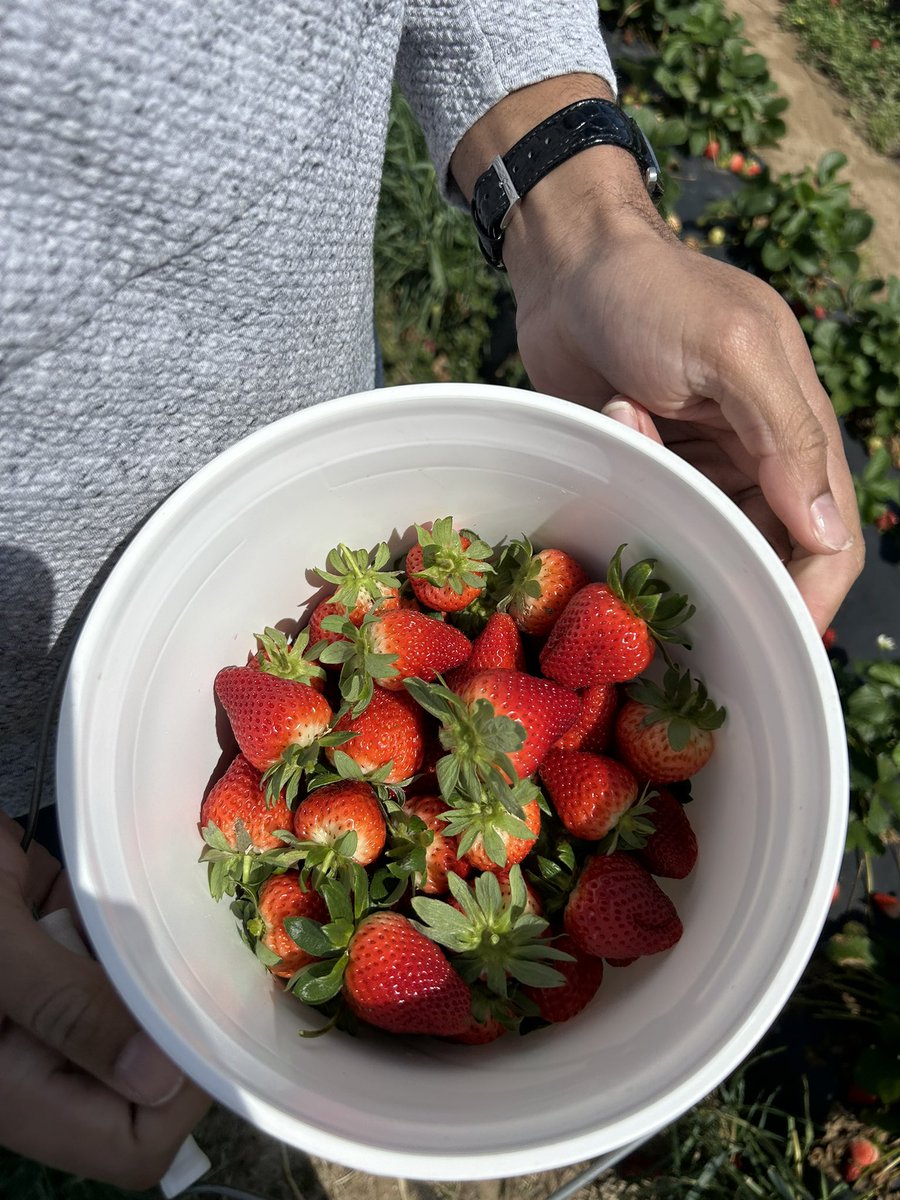 alexhaleygr's tweet photo. Got to spend this Sunday picking #FloridaFresh strawberries in beautiful Williston, Fl🍓 https://t.co/eHvN9Xw0Ky