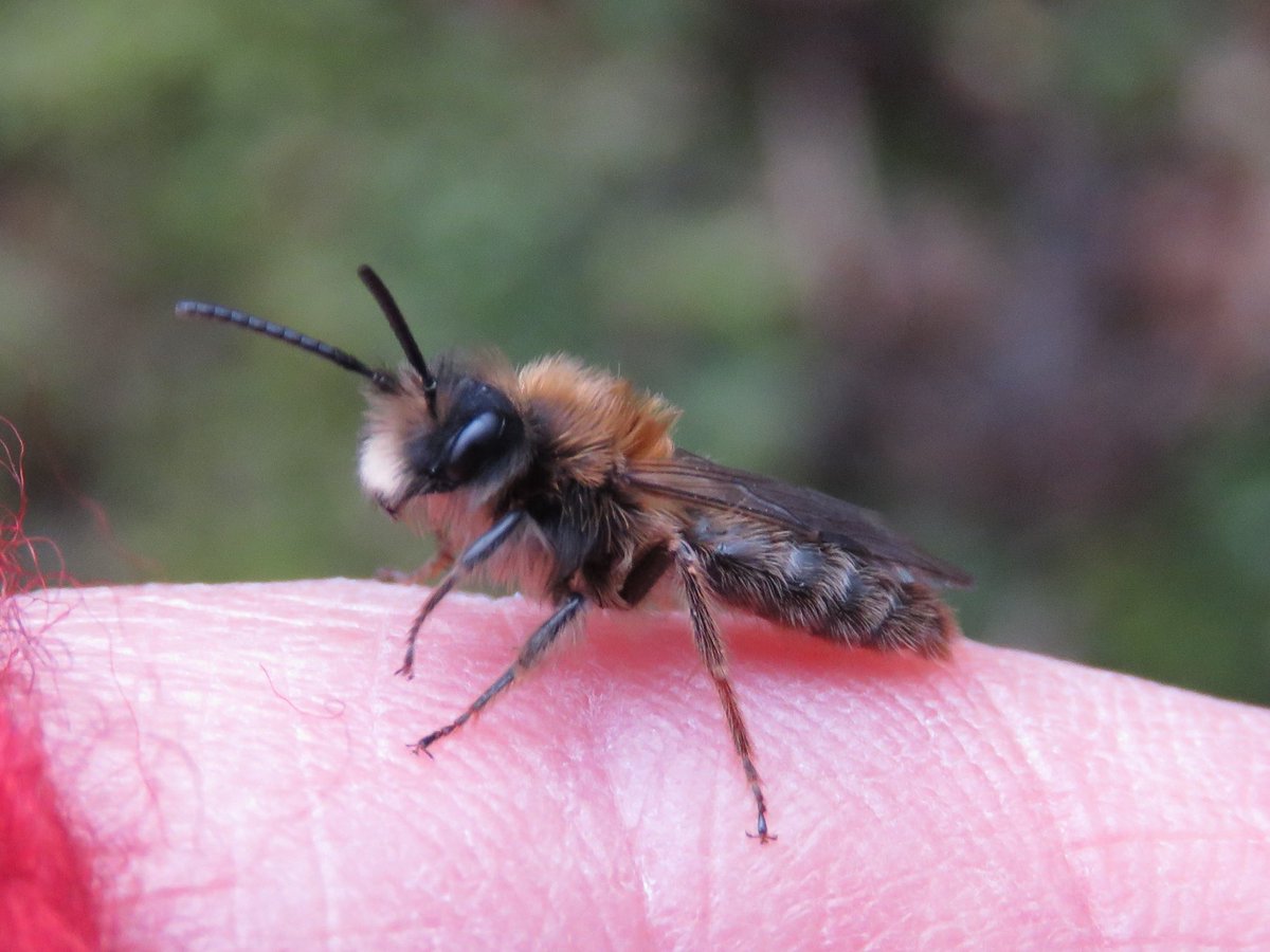 I checked the local Andrena clarkella nest site today and spotted two males. Somewhat lethargic, the weather being a little on the cool side and the sun having gone in. They were happy to climb on to make use of the warmth of my hand. #solitarybees #bugsmatter