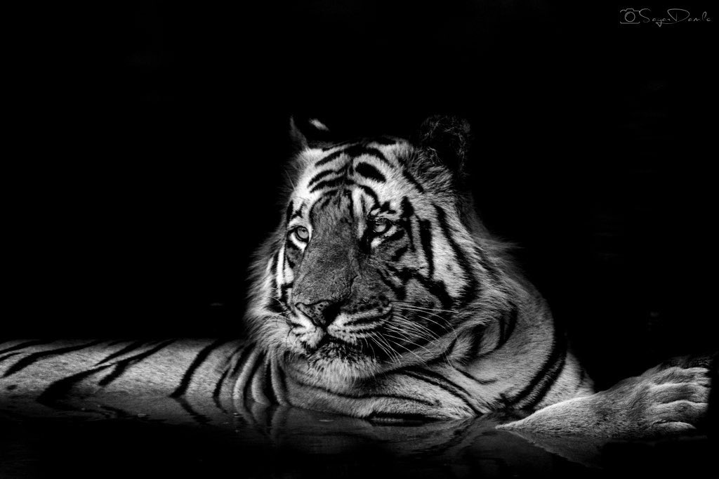 Matkasur in black & white.

#wildlifephotography #wildlifelovers