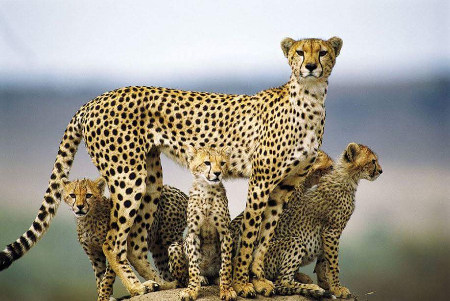 MstSafaris's tweet photo. https://t.co/yGQ6baIuWt
