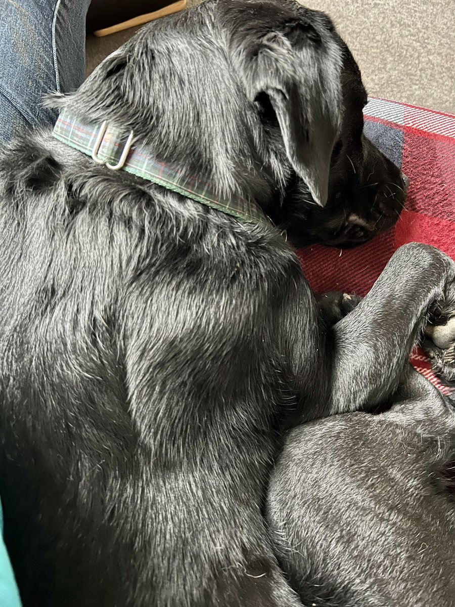 dogie_the's tweet photo. Oof I is zorsted and needs big big snoozles after playing wiv all da family. Wills show da photos tomorrow #zzz #zorsted #nearlytwo https://t.co/zR10kTdFqQ
