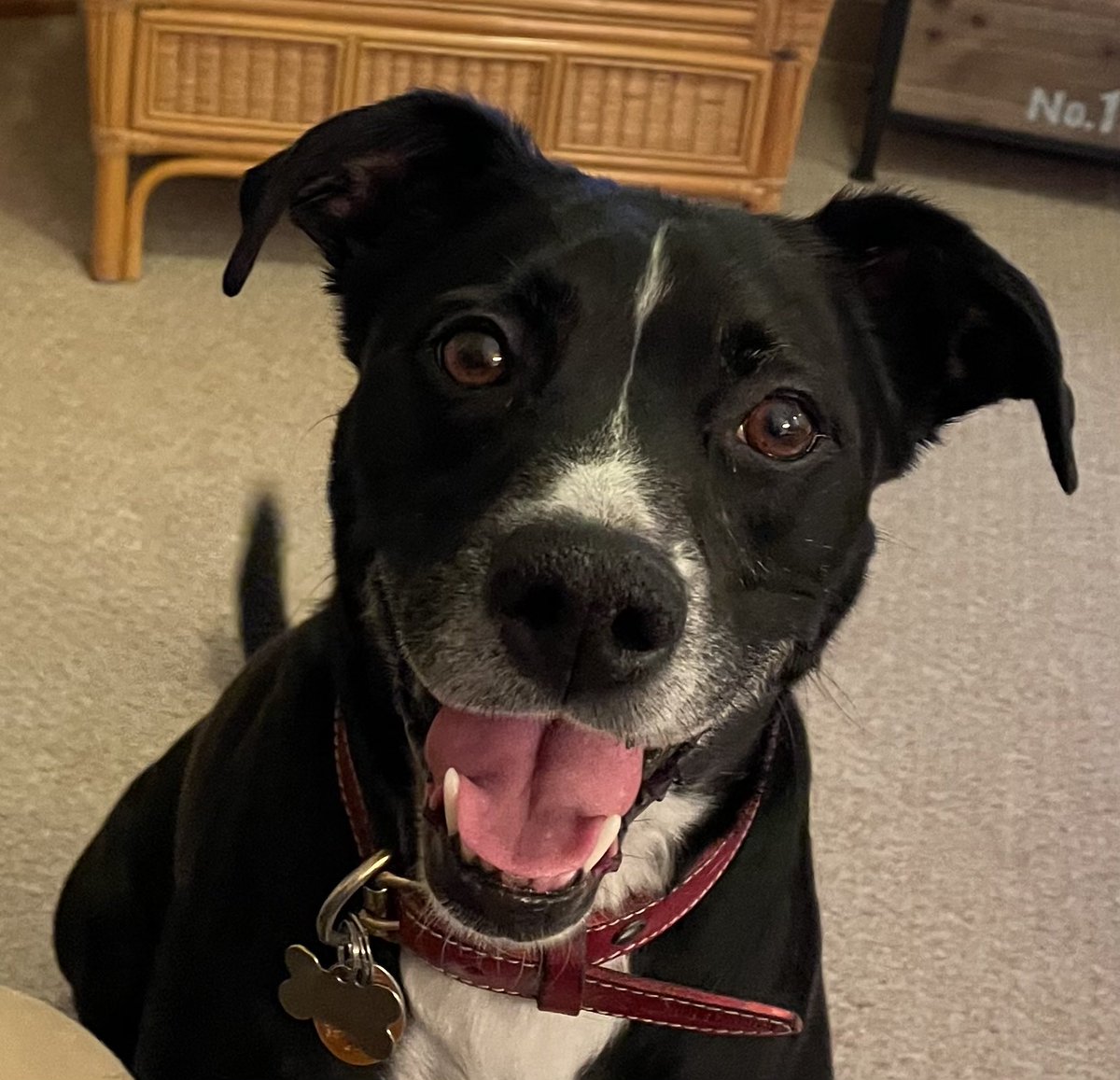 mltackitt12's tweet photo. @theworldofdog Awesome. Willis is a rescue dog…I adopted him at 1 year old(entire life was in the shelter), wouldn’t walk under tables for the first 6 months. https://t.co/pQI8TAeqGQ