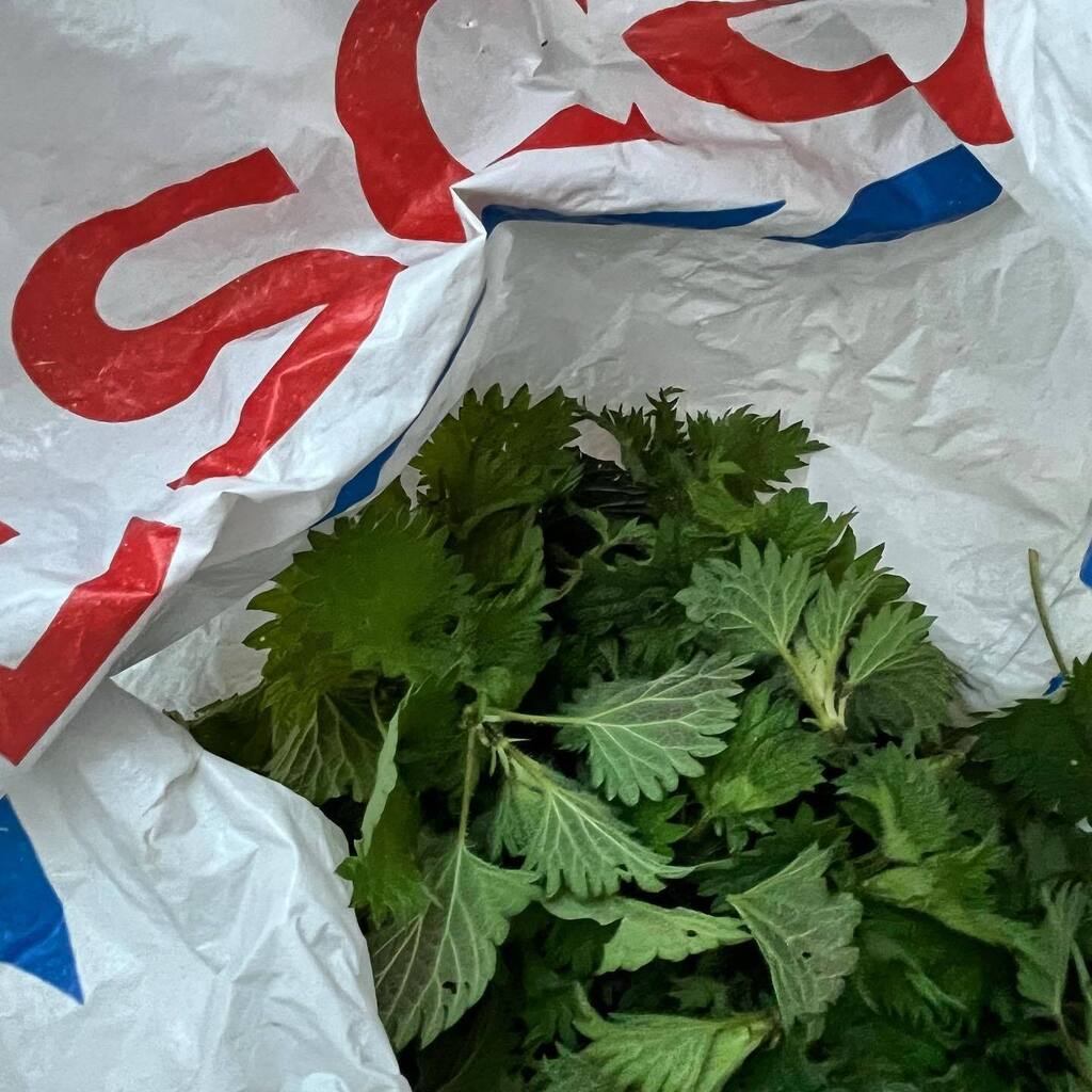 Rhizowen's tweet photo. Every nettle helps. That’s supper sorted. #foraginguk #foraging #perennialvegetables #nettles #dalanpoethion #urtica #urticadioica #urticaceae #springgreens #foraging #carrierbags #carrierbagforlife https://t.co/7kff5XjMRZ https://t.co/FTJWOoVv5b