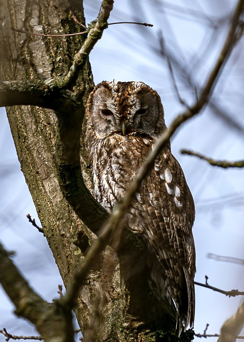 Managed to get the camera out and stumbled across this Tawny Owl #britishwildlife #owl #tawnyowl #suffolkwildlife #photooftheday #picoftheday #sonyalpha #birdphotography