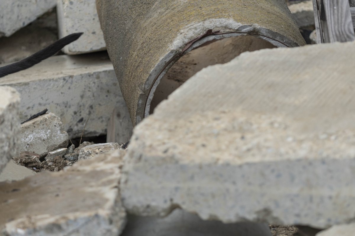 searchdogfdn's tweet image. We know these search dogs can find hidden people, but can you find the hidden search dogs? Locate the pup hidden among the rubble in each photo, and comment when you've found them all! ✔️ 🔎

#justforfun #searchdogs #🔍