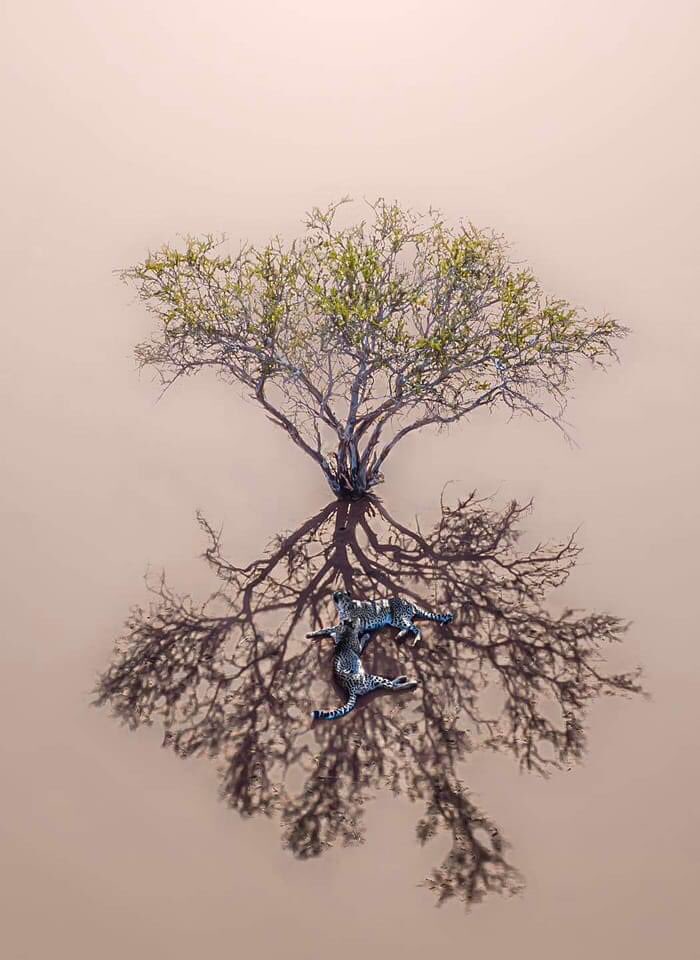 On ne peut exagérer la valeur d'un arbre,❤️ 🌳
📷: Solly Levi Photographie

#Naturechallenge #Cheetahs #Earth #Kalahari