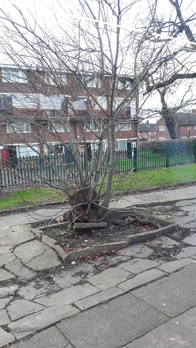 Streebling's tweet photo. @mono_db My favourite tree (middle of a council estate): https://t.co/2B4kcqXqH6