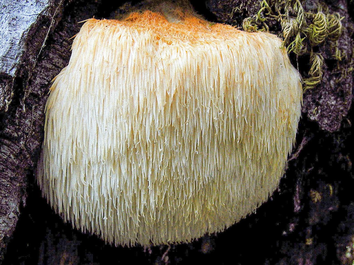 Lion’s Mane Mushroom: An ancient cancer fighting and neuron growing miracle 

THREAD