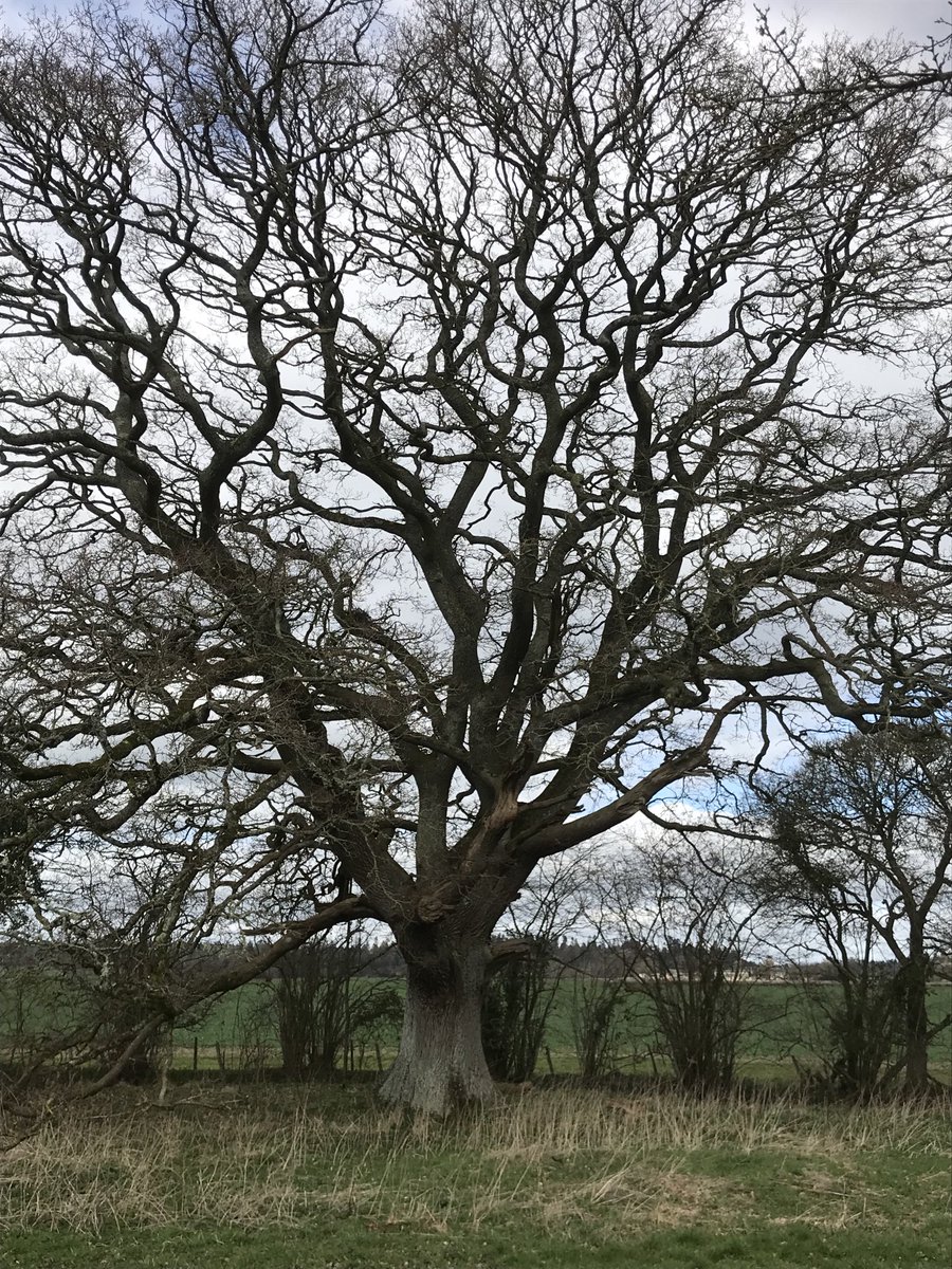 PlantTrucia's tweet photo. wonderful old oak - looking forward to seeing it when the leaves are out. @plymouthcc @sheffieldcouncil & any other council which wants to hack down trees in the name of progress this is what a magnificent tree can look like if not touched #carefortrees #oak #trees https://t.co/yhpcjShIYG