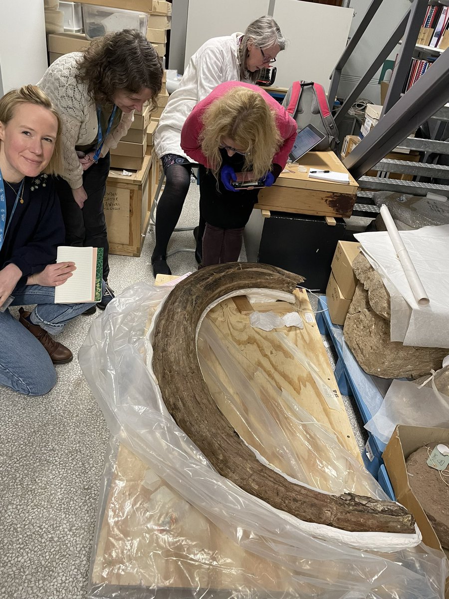 PureConserve's tweet photo. @CConserveCymru Farewell to the Cerney Wick tusk now housed @bristolmuseum Connect provided a condition report and advice to the team pictured here. Watch this space, it should be on display soon. Many thanks to @HistoricEngland @TheDigVenturers and Isla, Debs and Amelie Drewdun https://t.co/xoHNn0a3lI