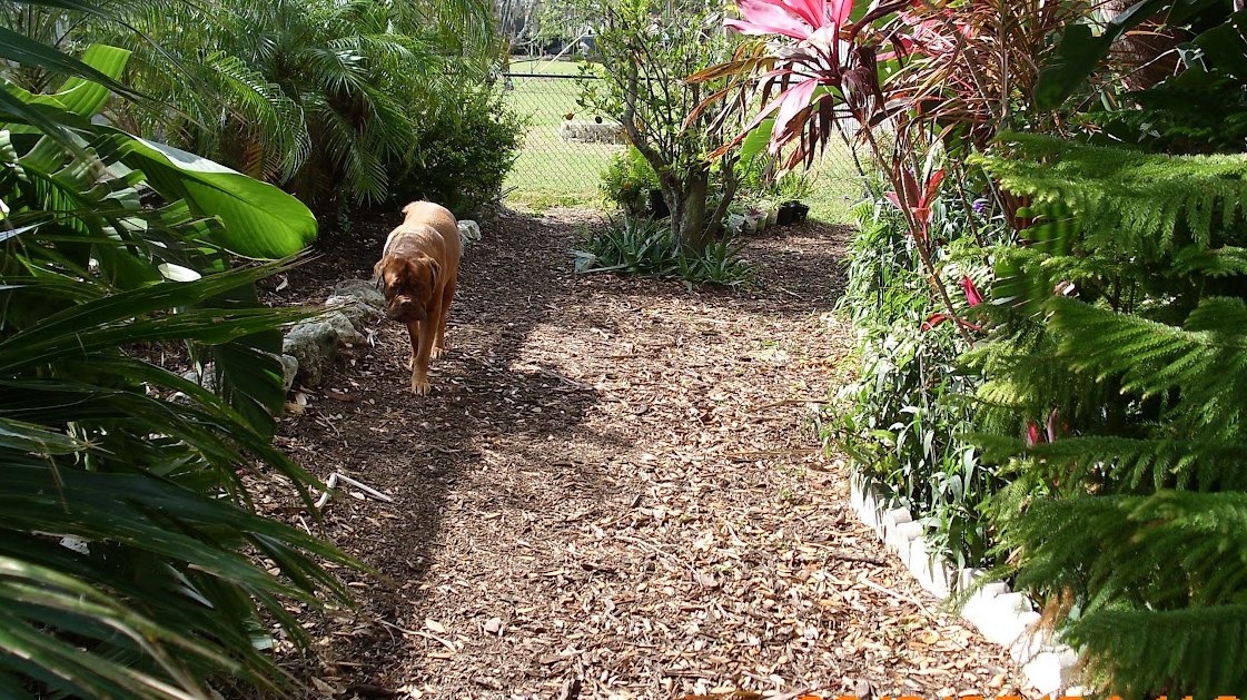 LEXI THE DOGUE tweet media
