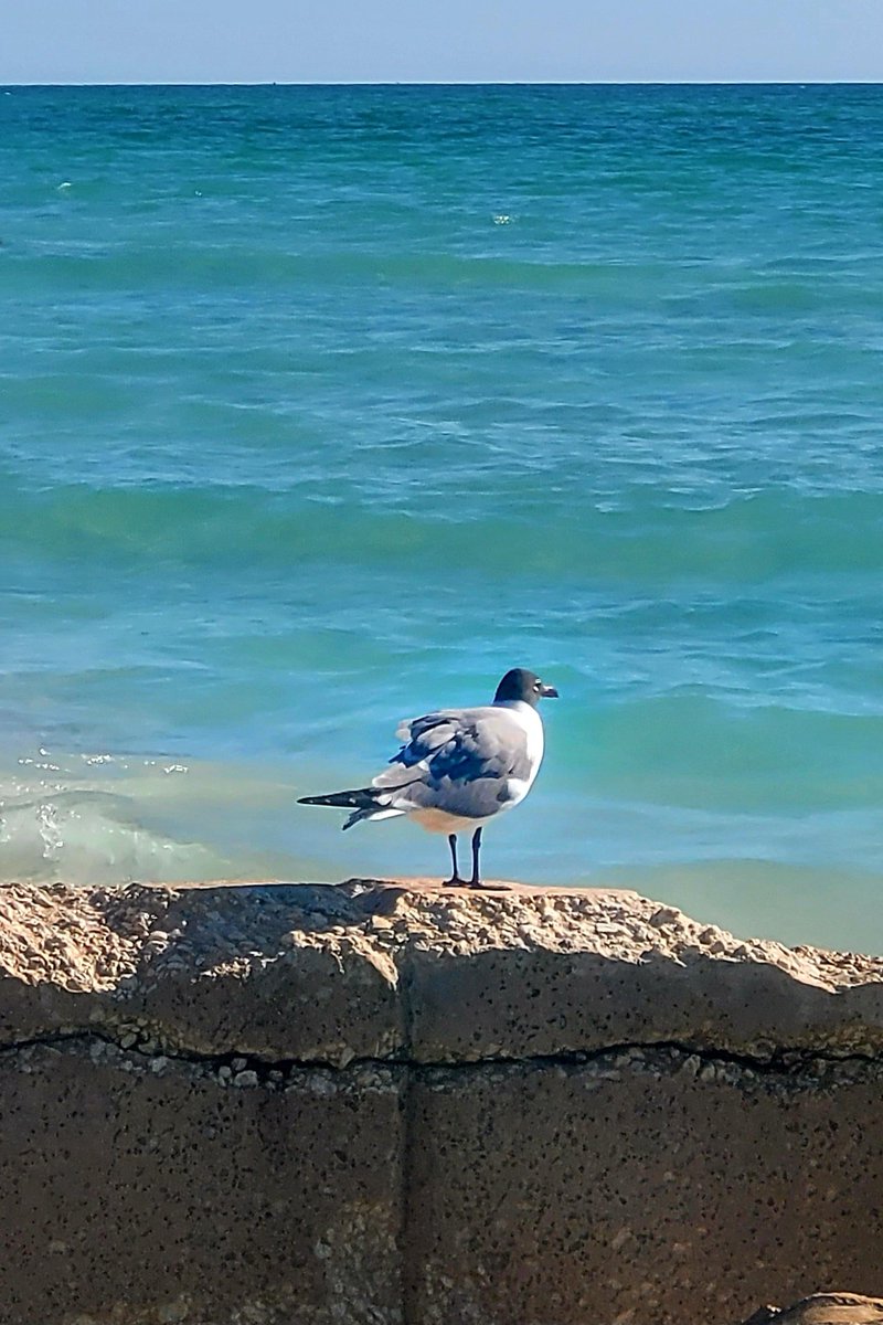 Happy Sunday Folks.

#florida #tampa #beachphotography #skyphotography #stpete #birds #Photographer #photography 
 #instascenery #instaphotography #instanature #instapıc #picofthday #photoday #photographylovers