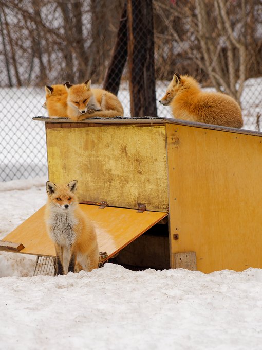 つよつよ中望遠が欲しい 北きつね牧場よかったです 
