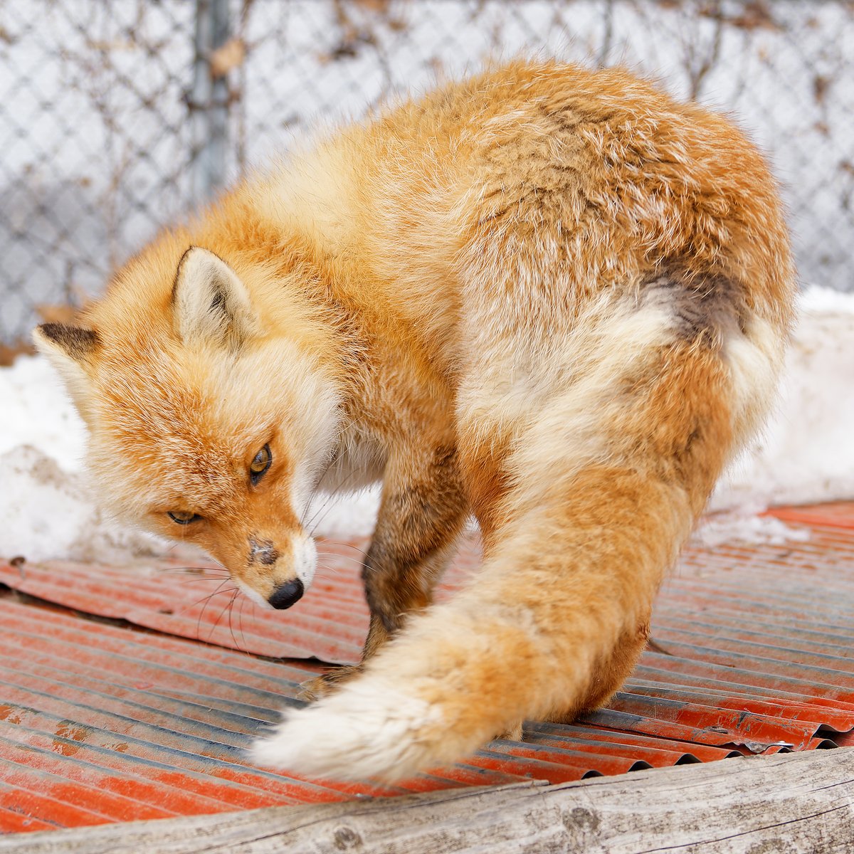 つよつよ中望遠が欲しい 北きつね牧場よかったです 