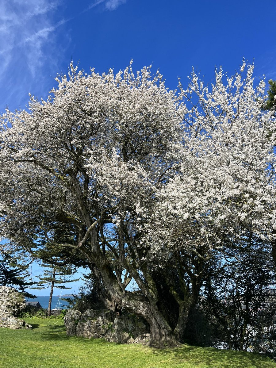 Les Iraniens célèbrent demain le #Nowruz, nouvel an iranien, premier jour du printemps. Encore une année loin de la famille, mais sur ma terre bretonne d’adoption. Dans l’attente qu’un nouveau jour se lève en #Iran…