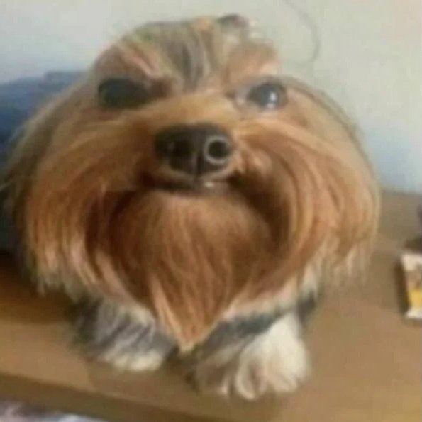 Amongus_IDF's tweet image. #NewProfilePic