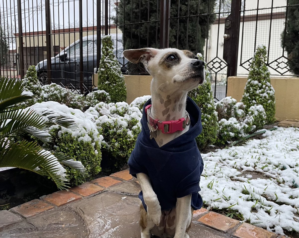 GM WD amaneciendo con la primer “nevada” de <a href="/Maca_damiaMty/">Macadamia🐶</a> ☃️❄️🐶🥰