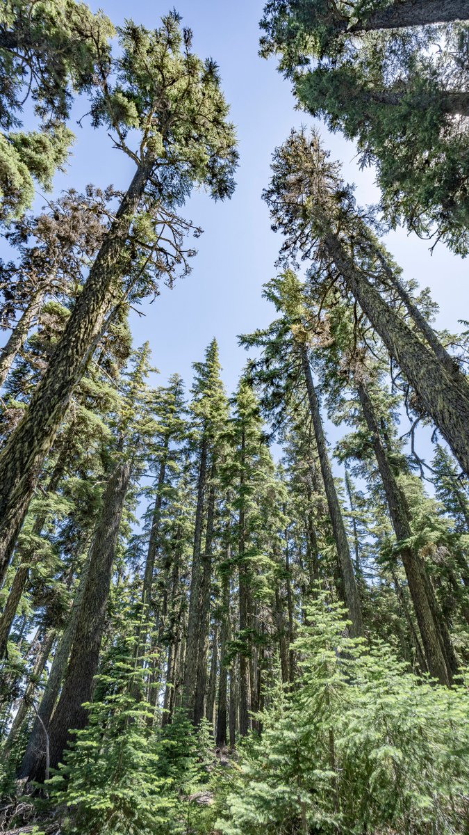 neverduskys's tweet photo. Tumalo Falls Loop 
Deschutes National Forest 
Oregon https://t.co/oGxaFDDQ2Y