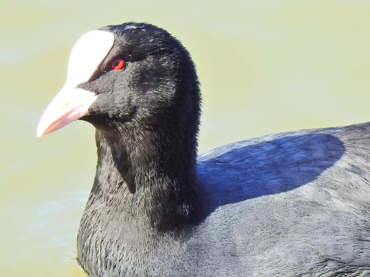 emelived's tweet photo. Coots Portrait. @ThePhotoHour @Steveredwolf #nikonphotography #naturelovers #wildlifephotography #TwitterNatureCommunity #TwitterNaturePhotography #birdphotography #photooftheday #photography https://t.co/vvbUUy2XOh