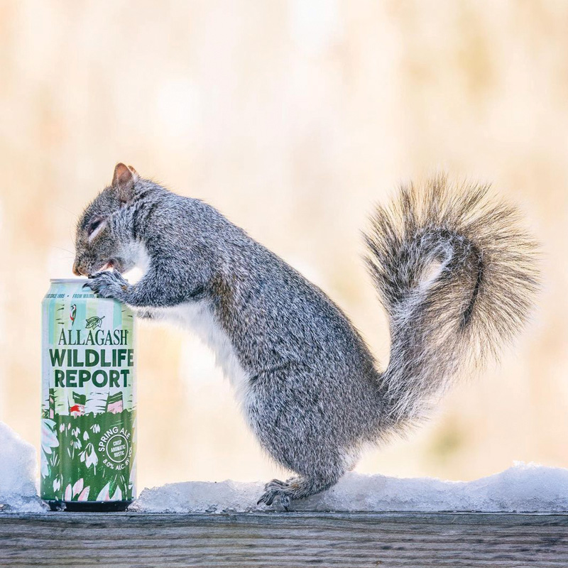 HunterdonBrew's tweet photo. Crisp and rustic farmhouse-style ale, filled with notes of pear and honey at a flavorful 8.0% ABV. Keep your binoculars ready! 
@allagashbrewing #allagashbrewing #allagash #wildlife #wildlifereport #springale #ale #craftbeer #beer #hunterdon #mainebeer  #hunterdonbrew https://t.co/6sDFnkKobO