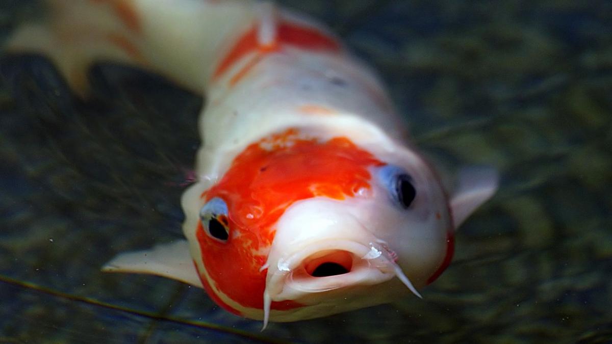 mossheadswife's tweet photo. Hombre cancer: ballena azul 
Mujer cáncer: pez koi https://t.co/RBRamINSur