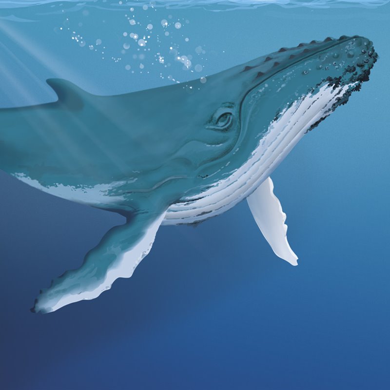 mossheadswife's tweet photo. Hombre cancer: ballena azul 
Mujer cáncer: pez koi https://t.co/RBRamINSur