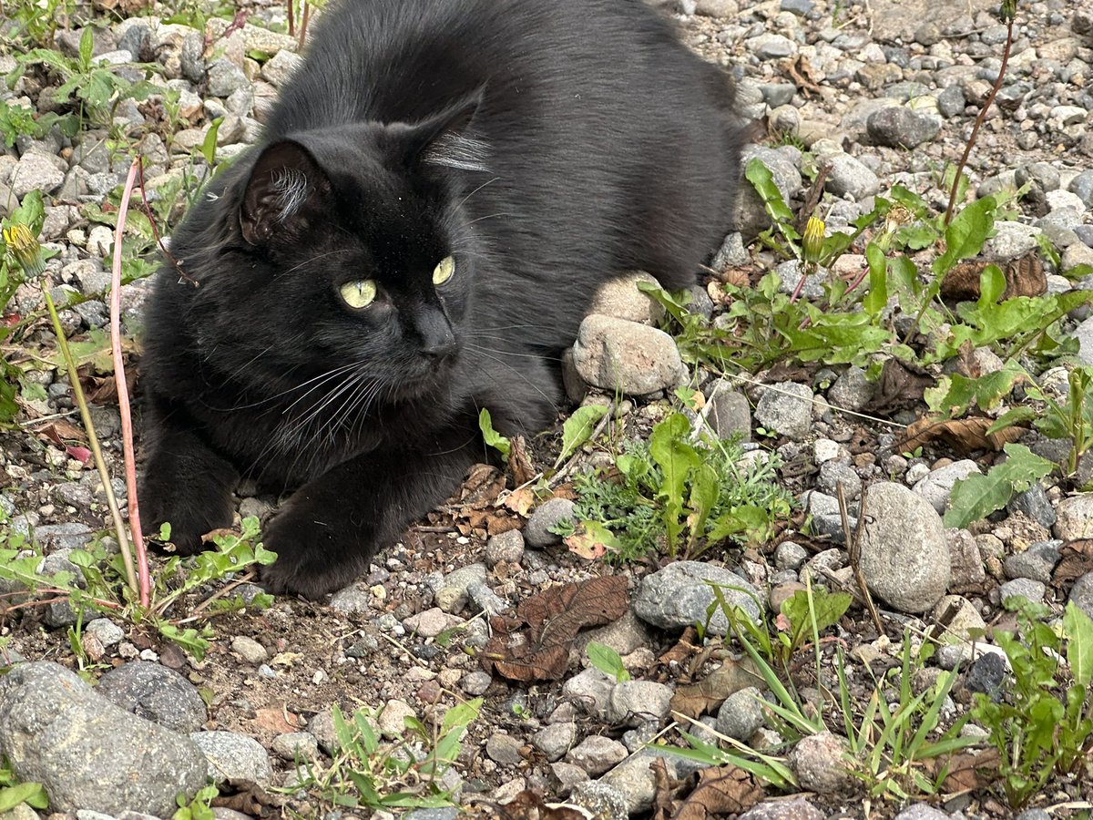 FandeFMA's tweet photo. Fotos de mi gato creyéndose guapo (es) https://t.co/5H6LRbAIl1