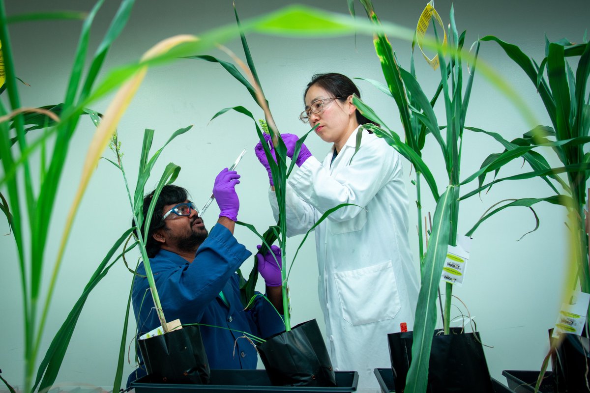 Joint BioEnergy Institute (JBEI) (@jbei) on Twitter photo We are very excited to announce that <a href="/doescience/">DOE Office of Science</a> has renewed our funding for another 5-year phase! Stay tuned for more sustainable #biofuels and #bioproducts research.
<a href="/ENERGY/">U.S. Department of Energy</a>
jbei.org/doe-renews-fun… We are very excited to announce that <a href="/doescience/">DOE Office of Science</a> has renewed our funding for another 5-year phase! Stay tuned for more sustainable #biofuels and #bioproducts research.
<a href="/ENERGY/">U.S. Department of Energy</a>
jbei.org/doe-renews-fun…